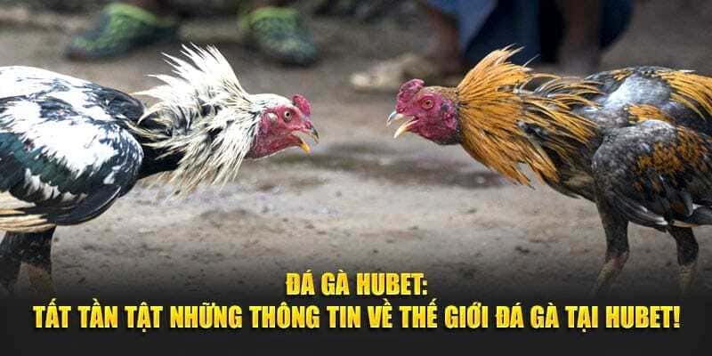Lý do nên khám phá sảnh đá gà tại HUBET
