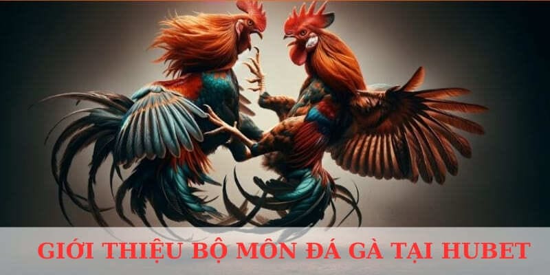 Đôi điều thành viên cần biết về sảnh đá gà HUBET