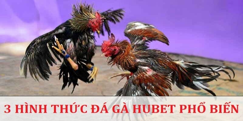 Những hình thức đá gà nên thử hiện nay